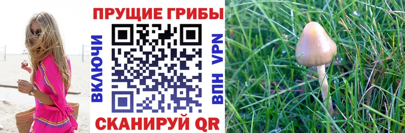 Галлюциногенные грибы Cubensis Муром