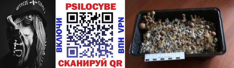 Купить где  Муром  Псилоцибиновые грибы GOLDEN TEACHER 